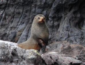 Fur Seals in Akaroa Harbour
